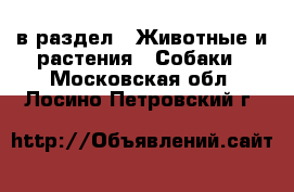  в раздел : Животные и растения » Собаки . Московская обл.,Лосино-Петровский г.